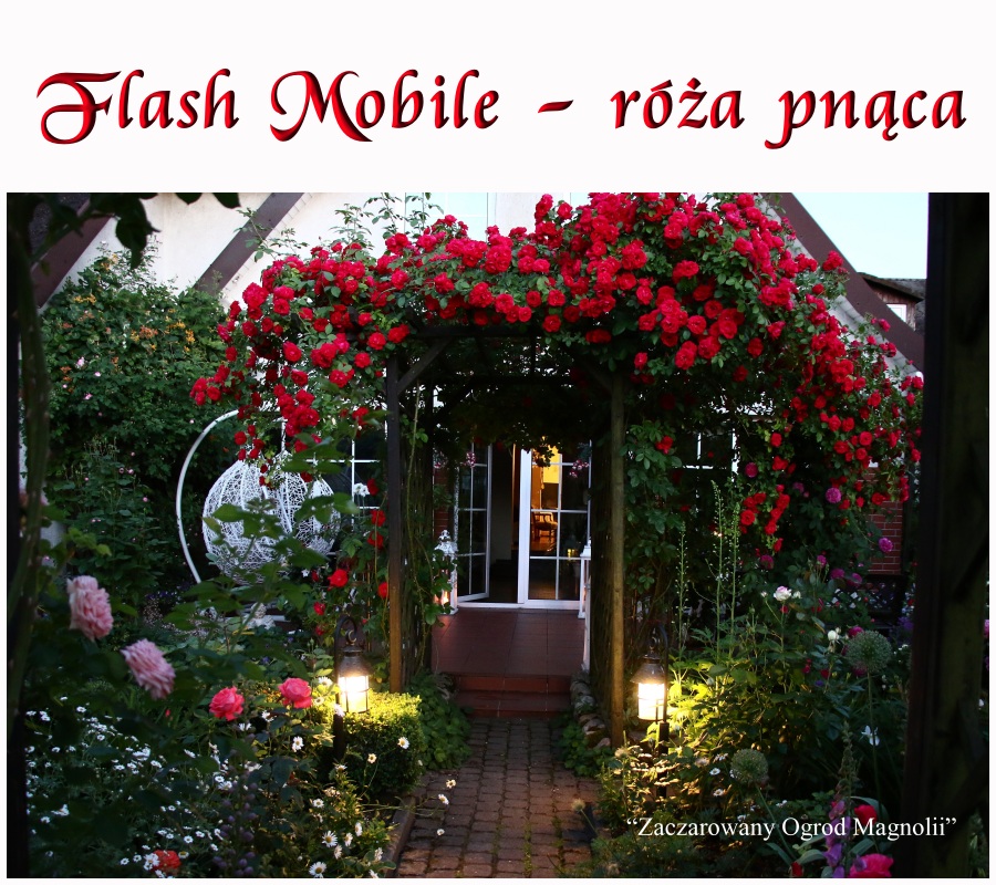 Flash Mobile róże pnące