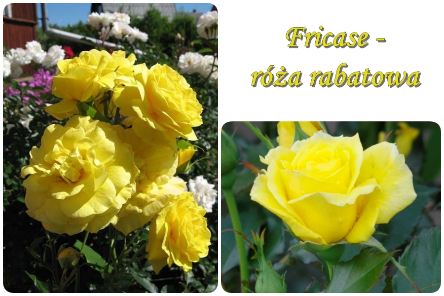 Fricase róże rabatowe
