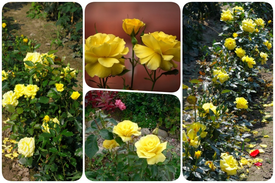 Fricase róże rabatowe