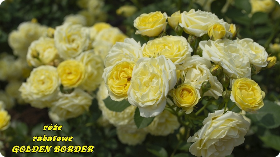 Golden Border róże rabatowe