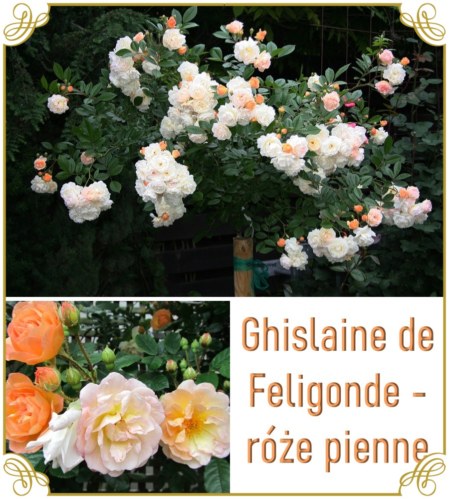 Ghislaine de Feligonde róże pienne