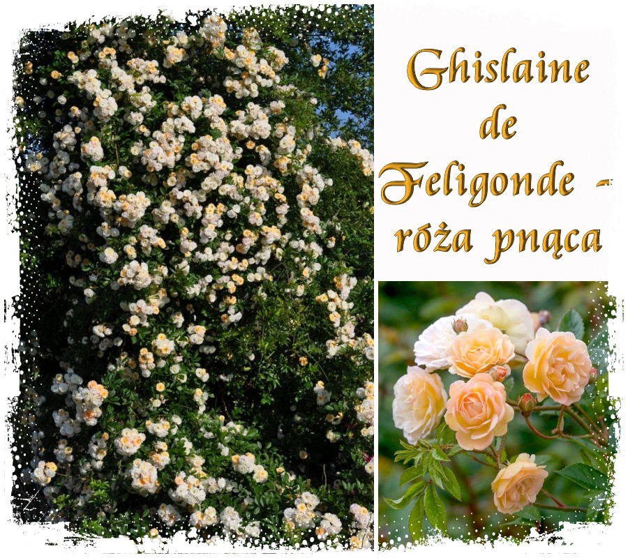 Ghislaine de Feligonde róże pnące