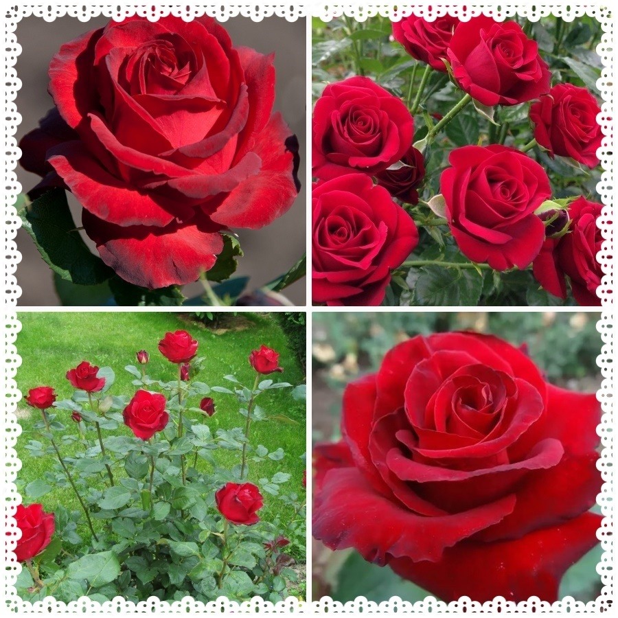 Grace And Beauty róże wielkokwiatowe
