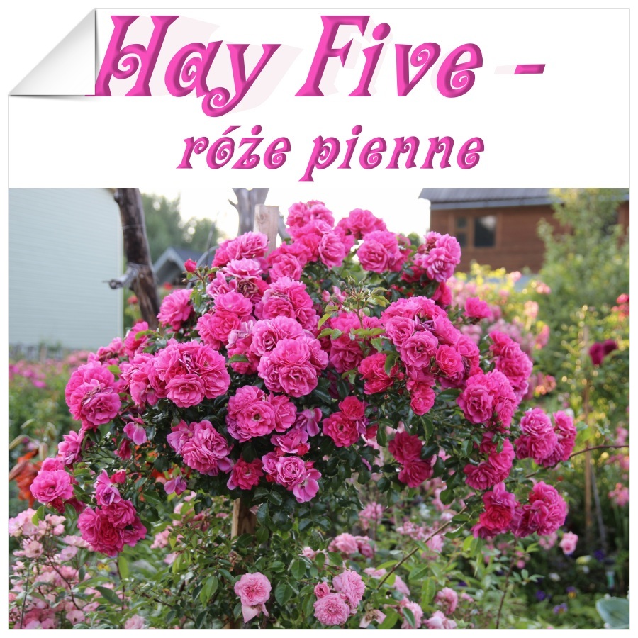 Hay Five róże pienne