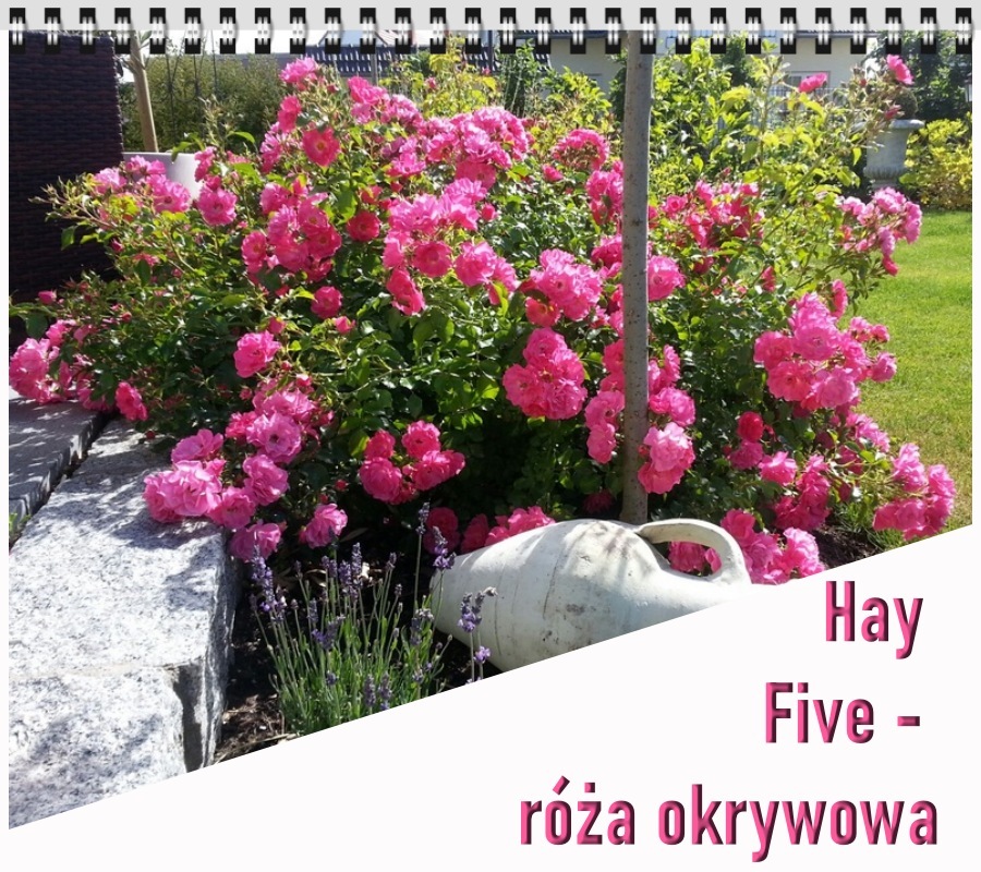Hay Five róże okrywowe