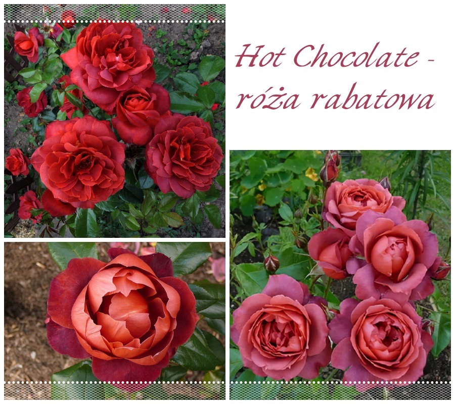 Hot Chocolate róże rabatowe