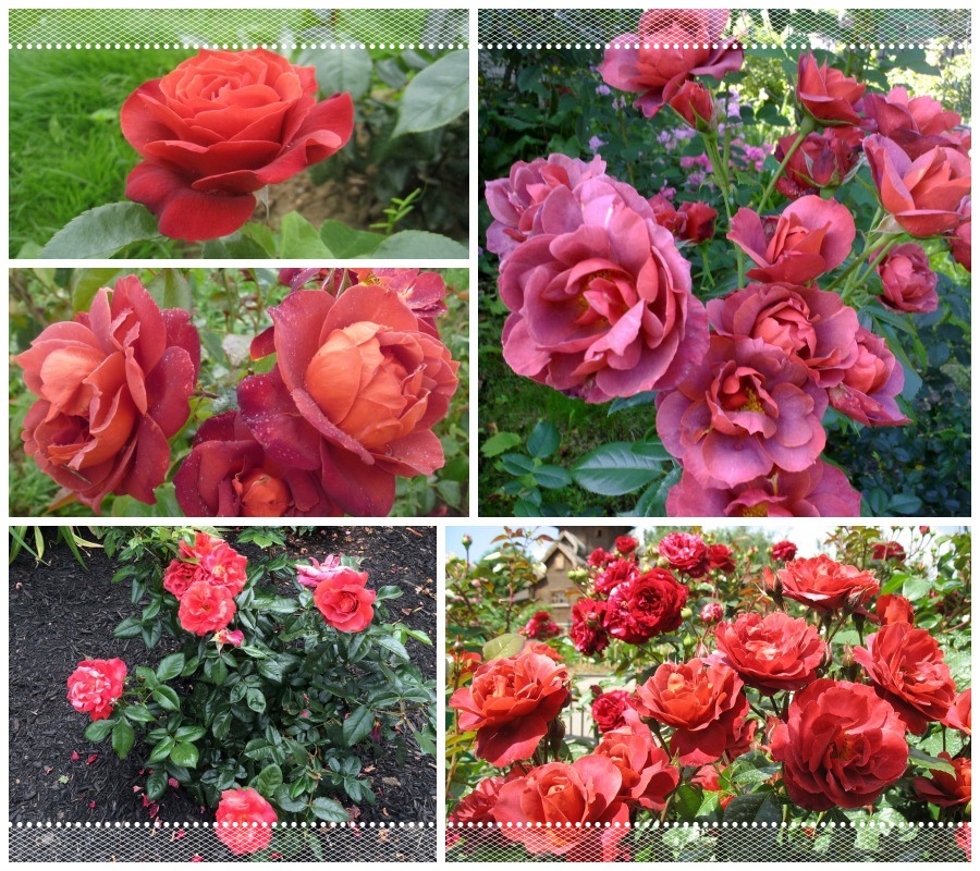 Hot Chocolate róże rabatowe