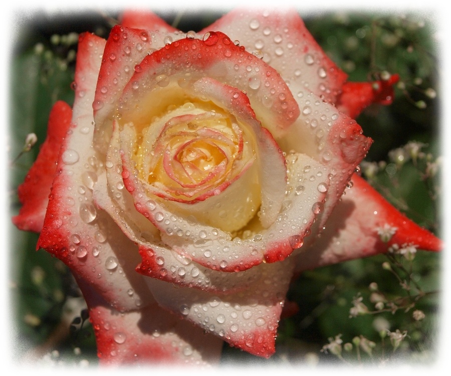 Róża wielkokwiatowa Imperatrice