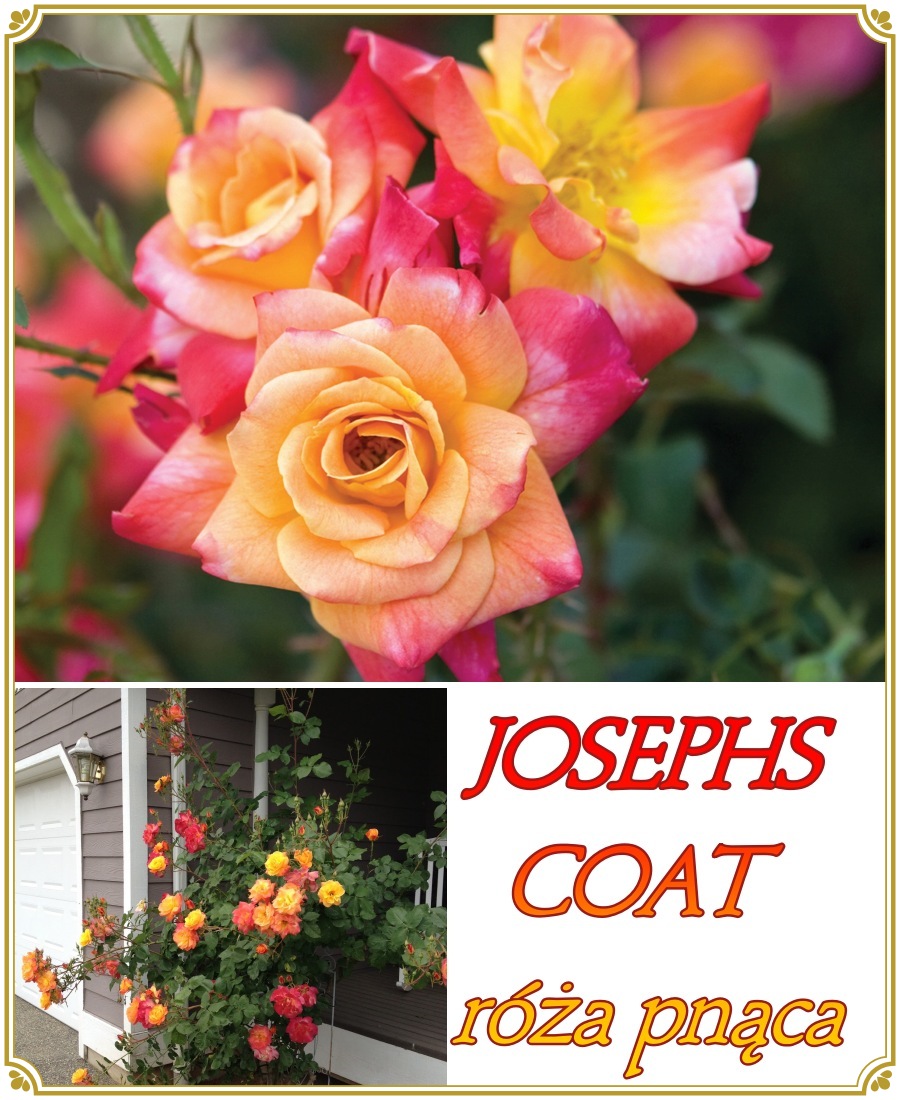 josephs coat