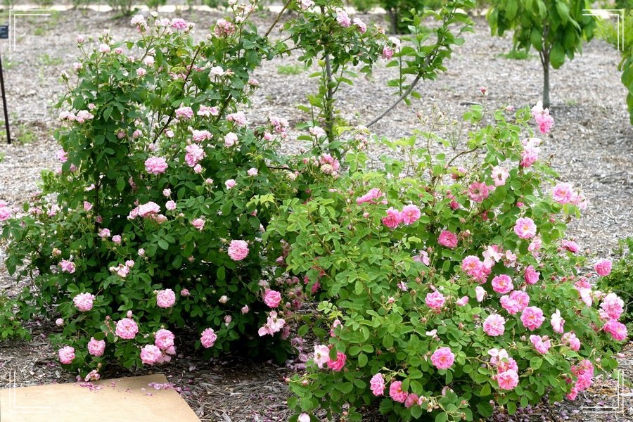 Kazanlik róże damasceńskie naturalne