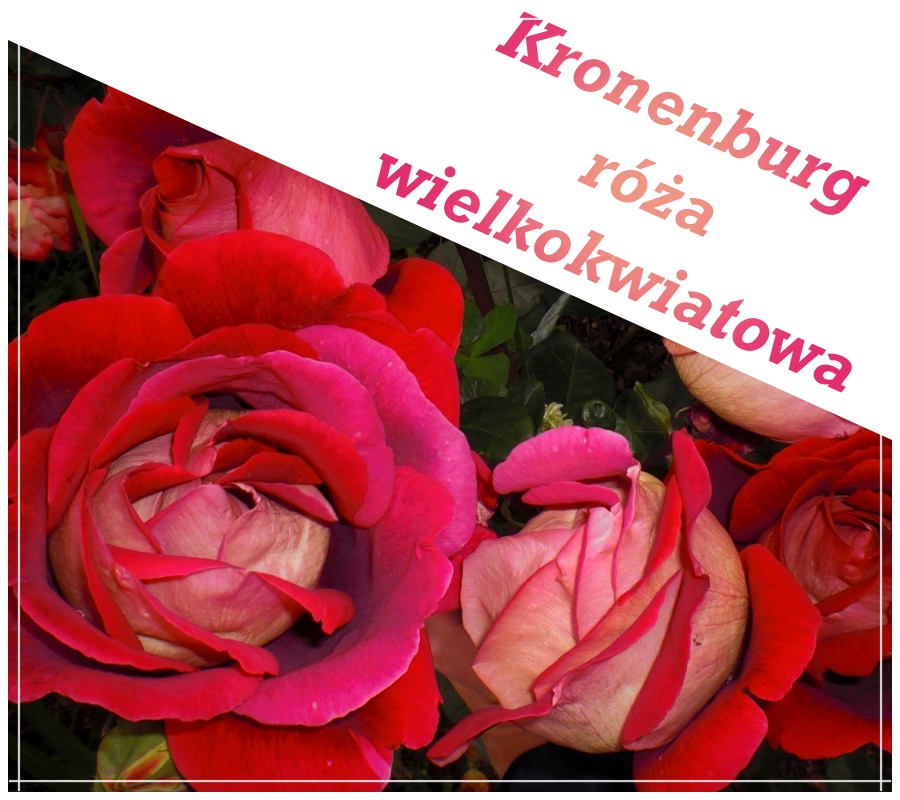 Kronenburg róże wielkokwiatowe