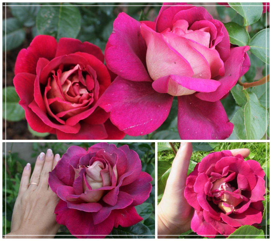 Kronenburg róże wielkokwiatowe