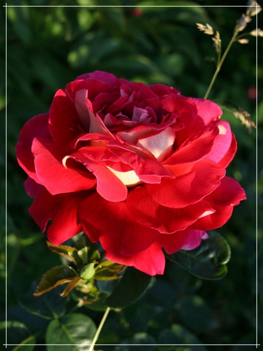 Róża wielkokwiatowa Kronenburg