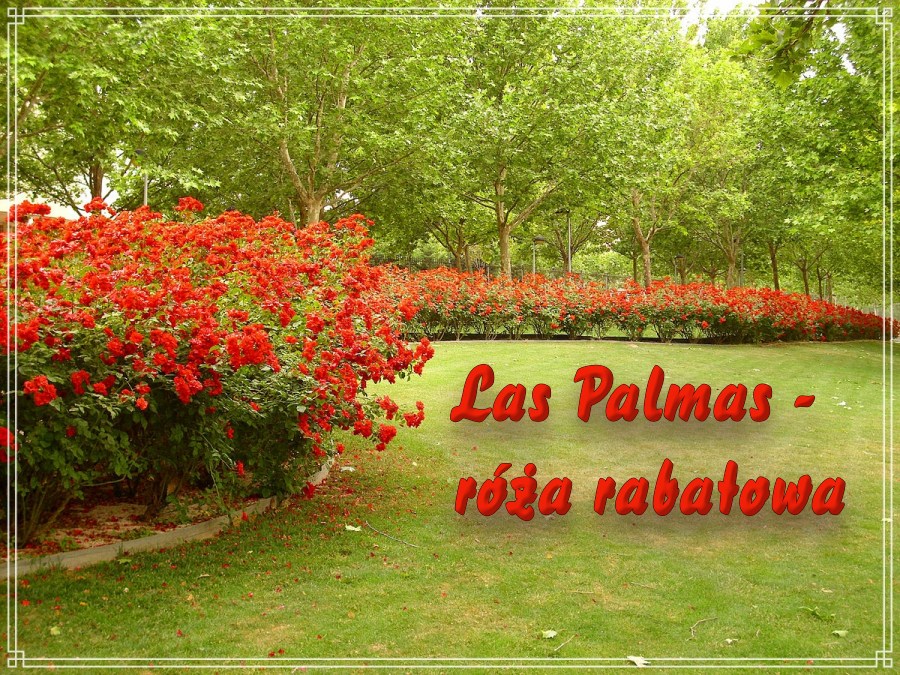 Las Palmas róże rabatowe