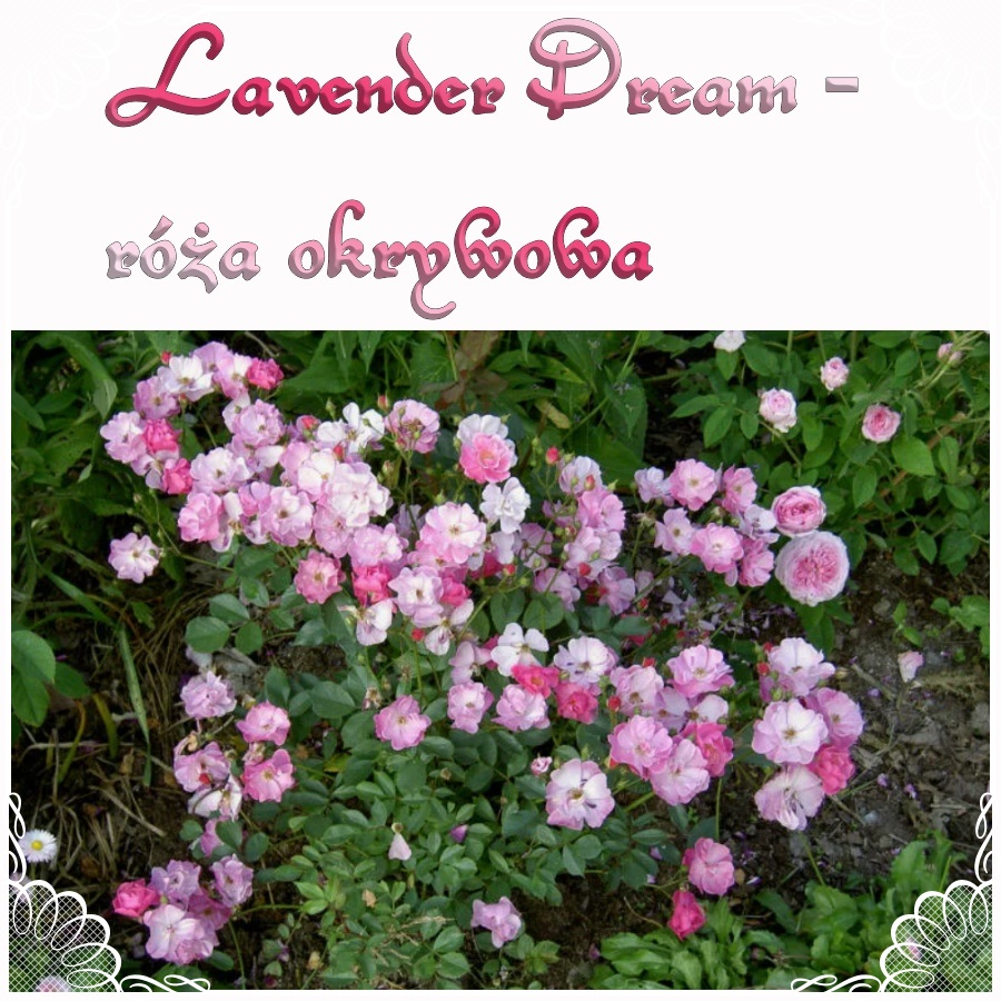 Lavender Dream róże okrywowe
