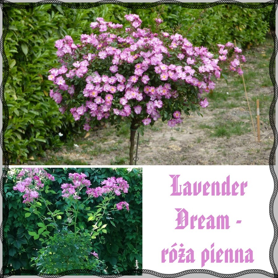 Lavender Dream róże pienne