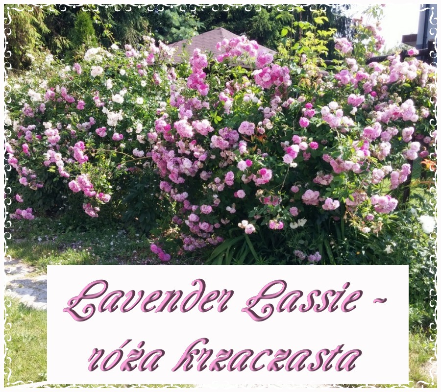 Lavender Lassie róże krzaczaste