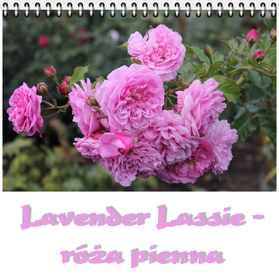 Lavender Lassie róże pienne
