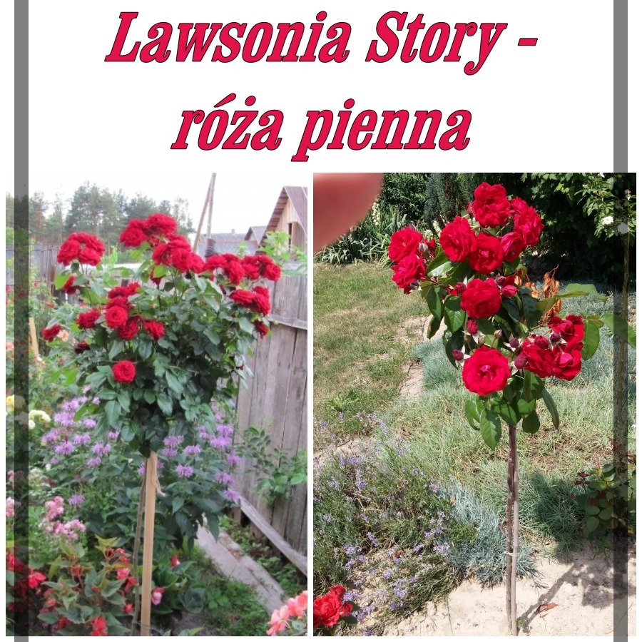 Lawsonia Story róże pienne