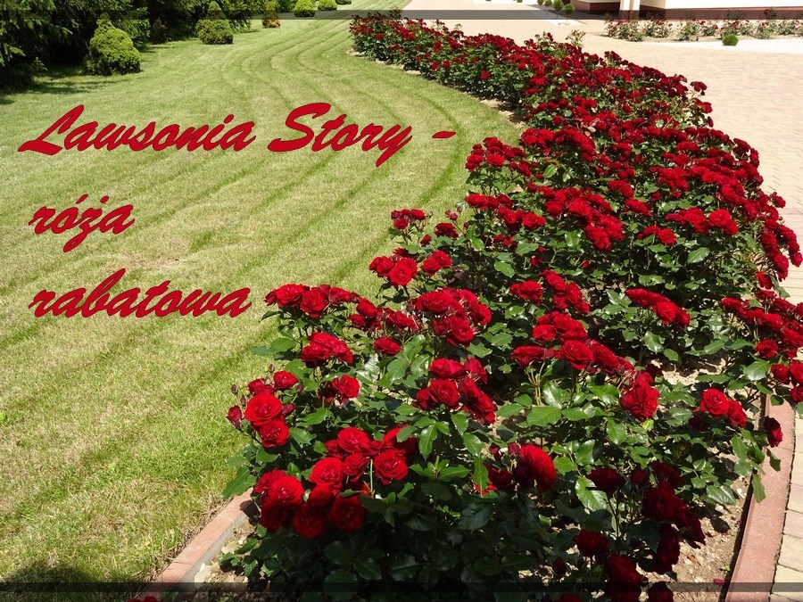 Lawsonia Story róże rabatowe