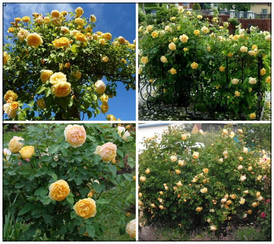 Lemon Parody róże krzaczaste