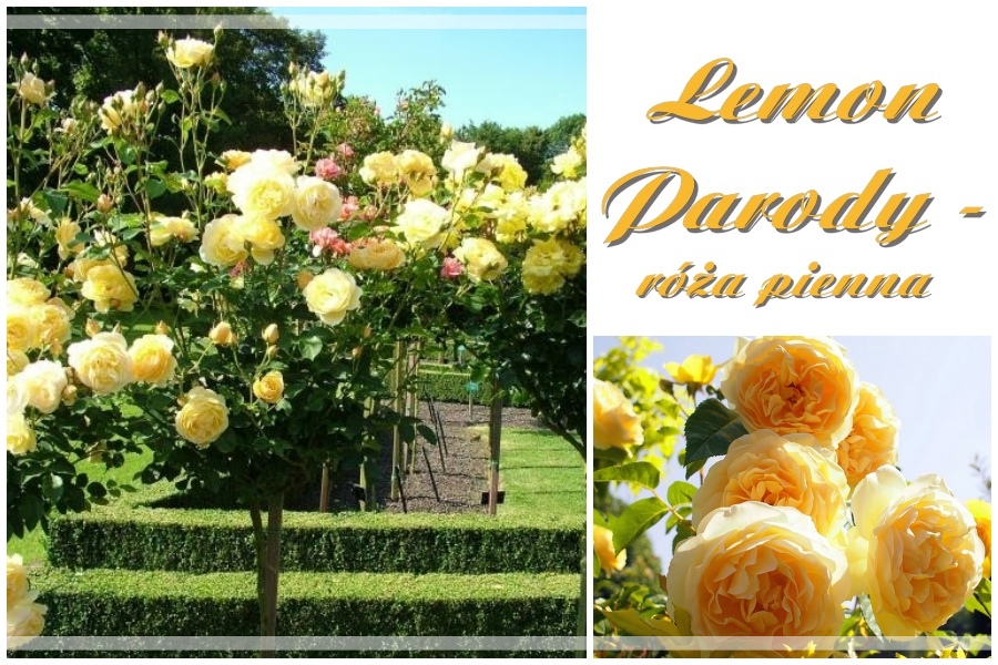 Lemon Parody róże pienne