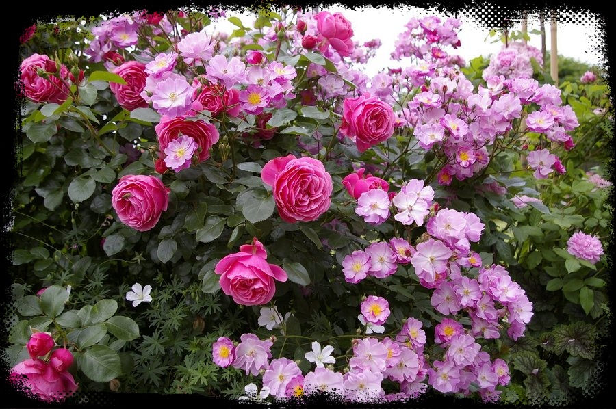 Leocadie Sainte róże rabatowe Lavender Dream róże okrywowe