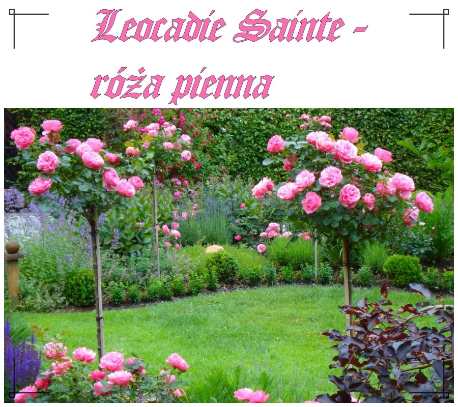 Leocadie Sainte róże pienne