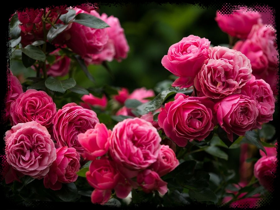 Leocadie Sainte róże rabatowe