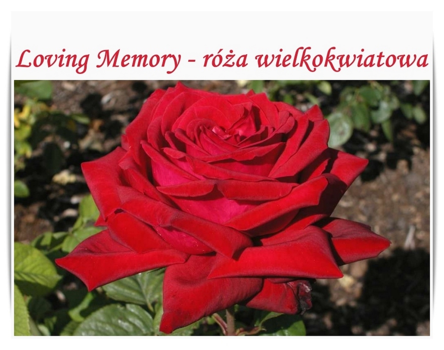 Loving Memory róże wielkokwiatowe