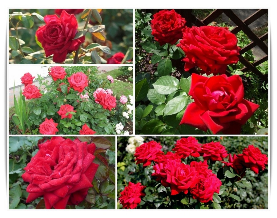 Loving Memory róże wielkokwiatowe