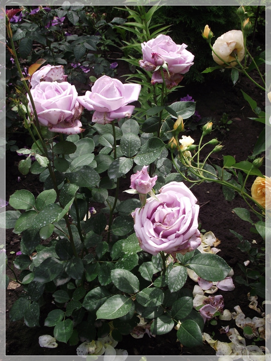 Maiden Japan róże wielkokwiatowe