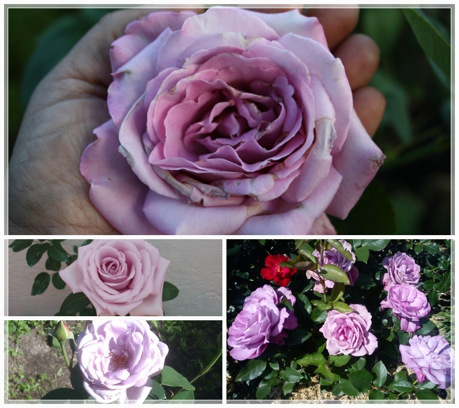 Maiden Japan róże wielkokwiatowe