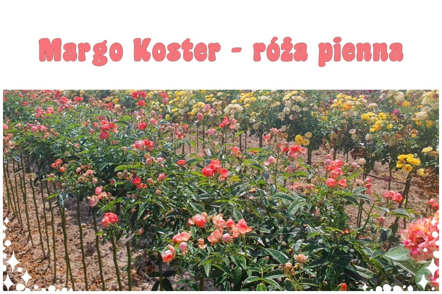 Margo Koster róże pienne