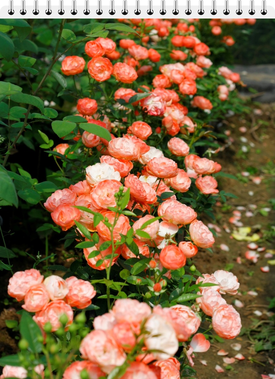 Margo Koster róże okrywowe
