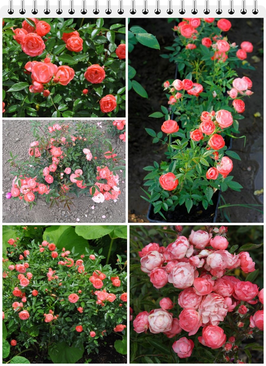 Margo Koster róże okrywowe