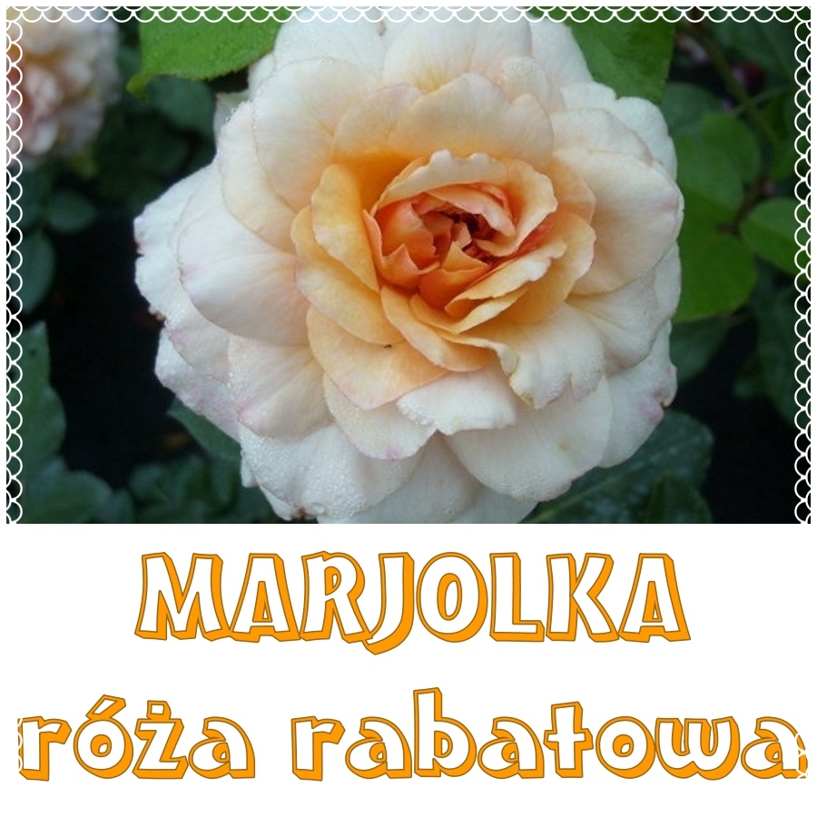 marjolka róża rabatowa