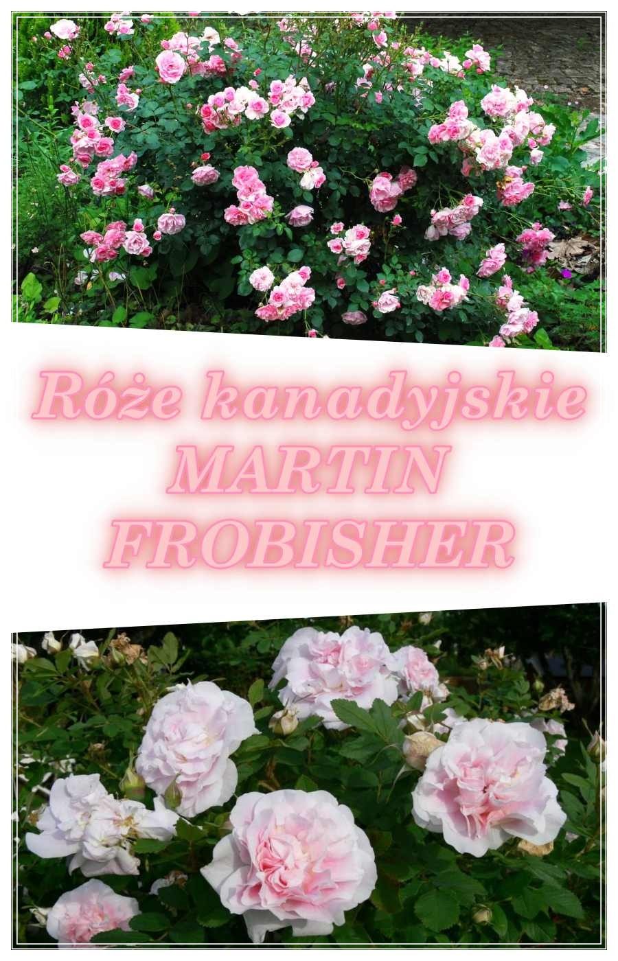 martin frobisher róża krzcaczasta