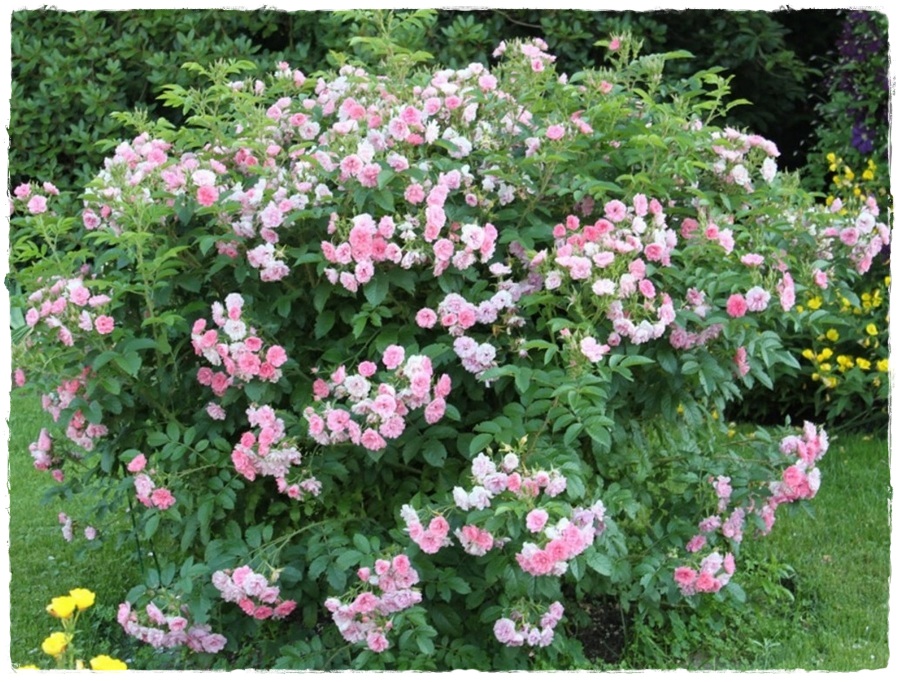 Martin Frobisher - róże krzaczaste