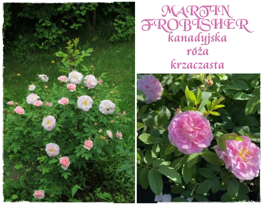 Martin Frobisher - róże krzaczaste