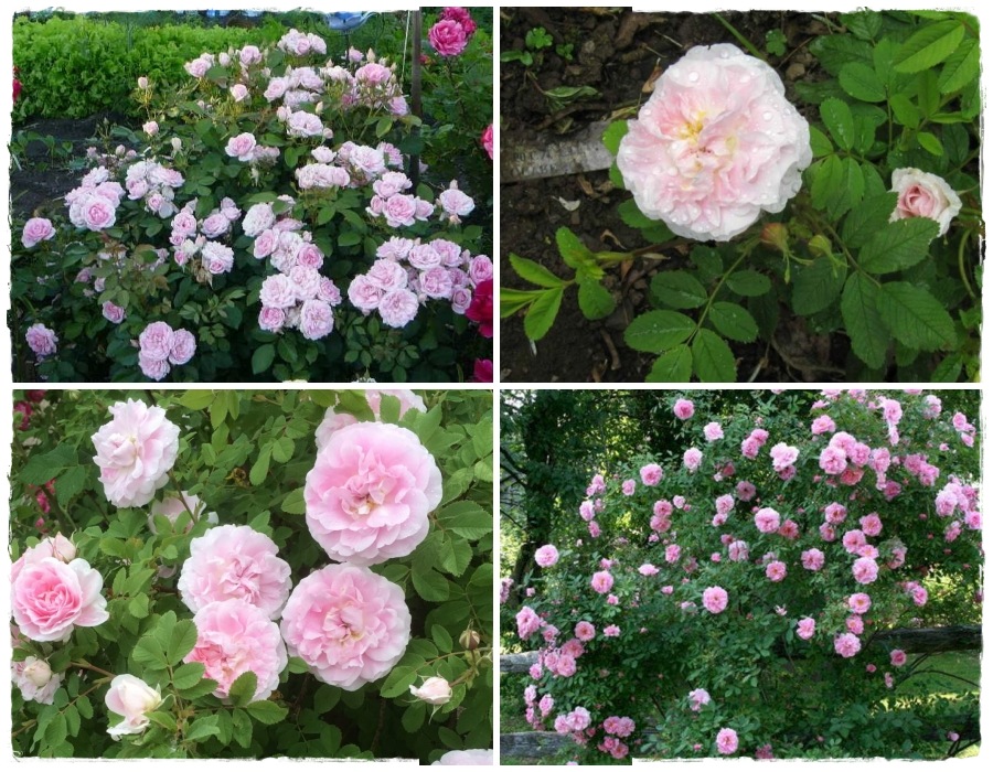 Martin Frobisher - róże krzaczaste