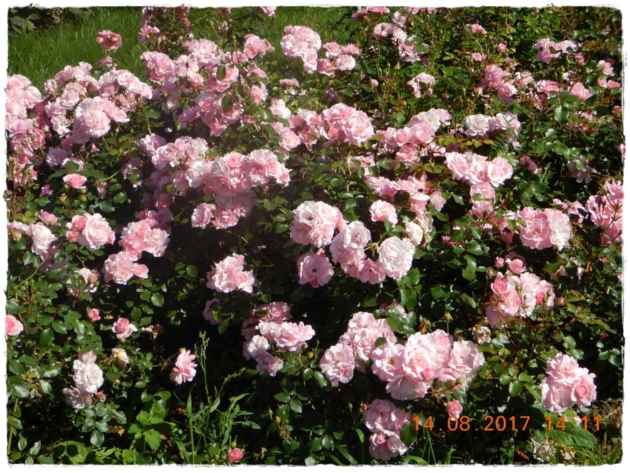 Martin Frobisher - róże krzaczaste