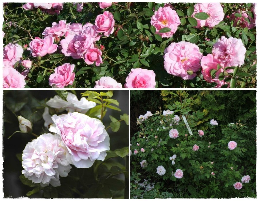 Martin Frobisher - róże krzaczaste