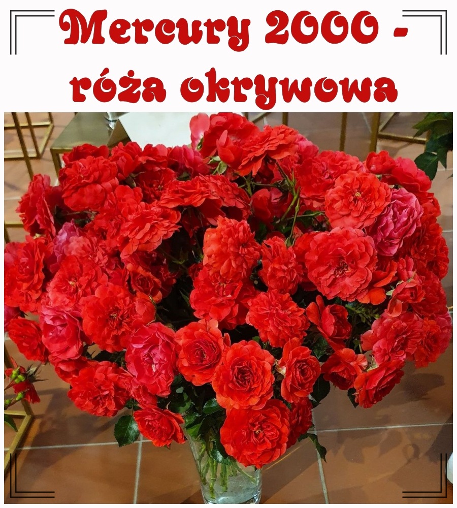 Mercury 2000 róże okrywowe
