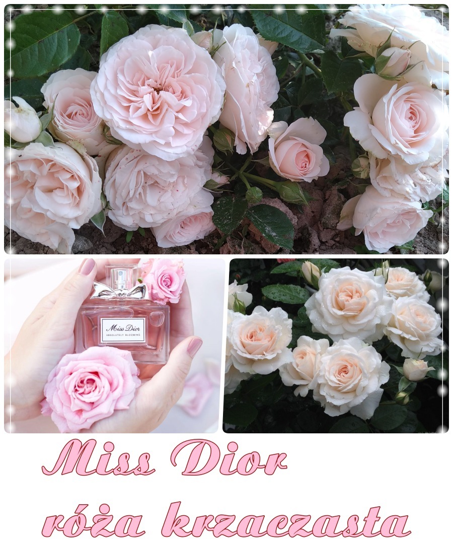 Miss Dior róża krzaczasta