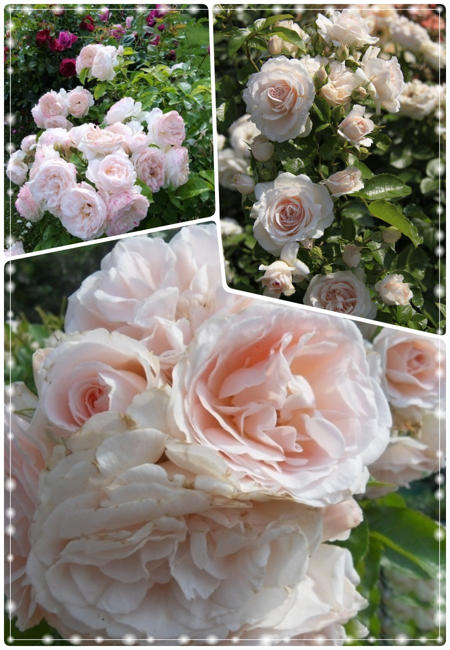 Miss Dior róża krzaczasta