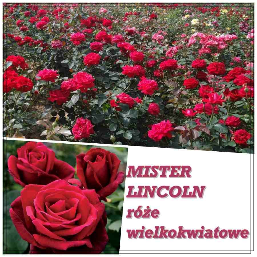 Mister Lincoln różę wielkokwiatowe