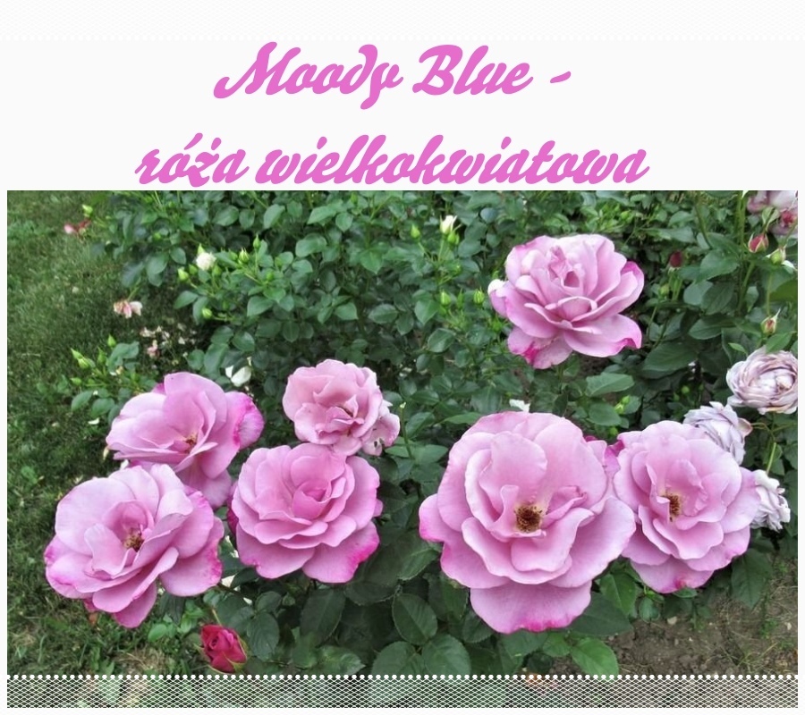 Moody Blue róże wielkokwiatowe