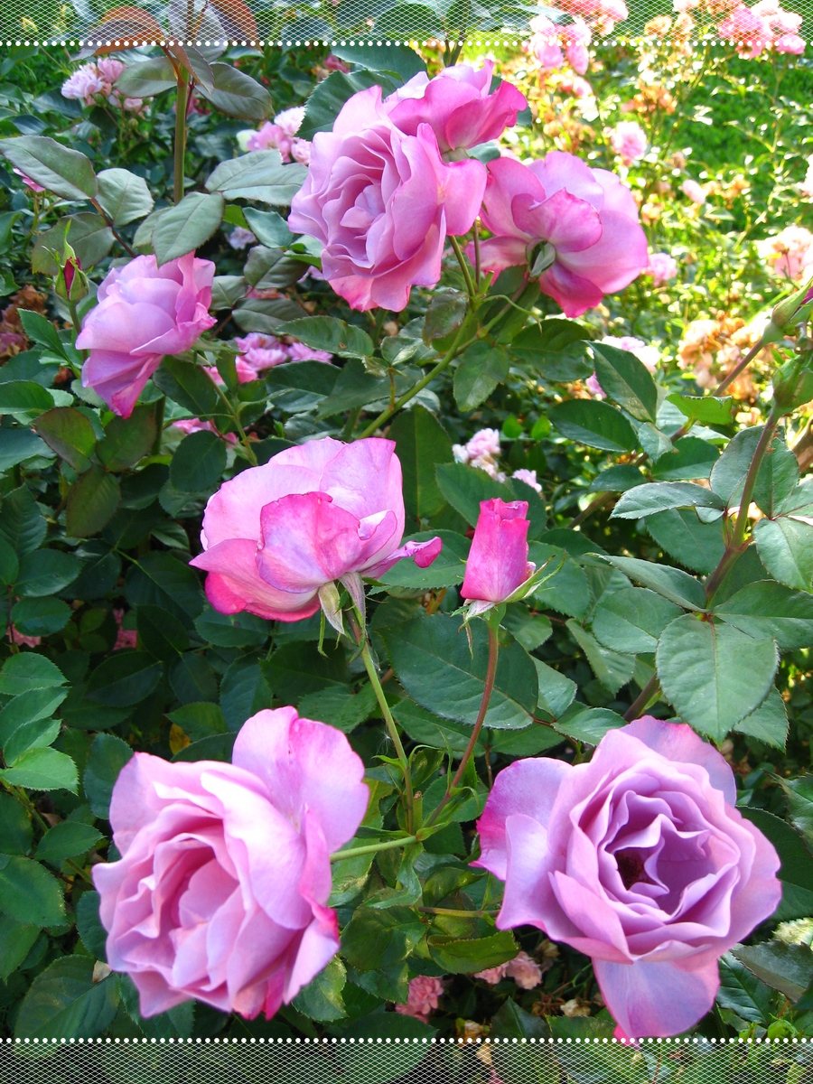 Moody Blue róże wielkokwiatowe