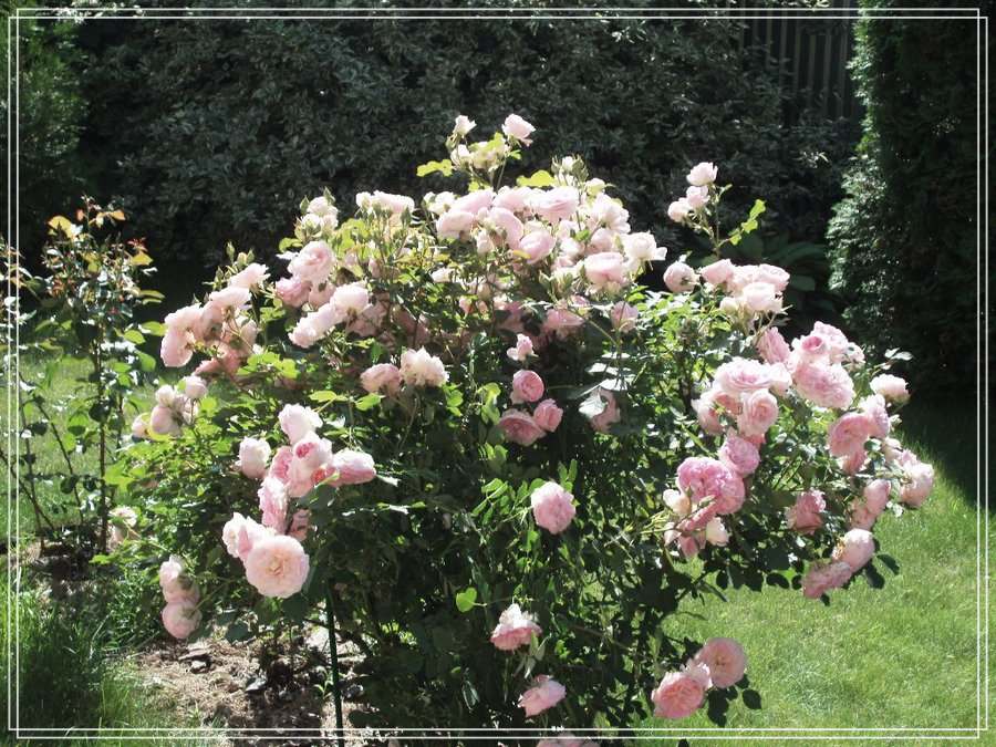róża kanadyjska parkowa Morden Blush